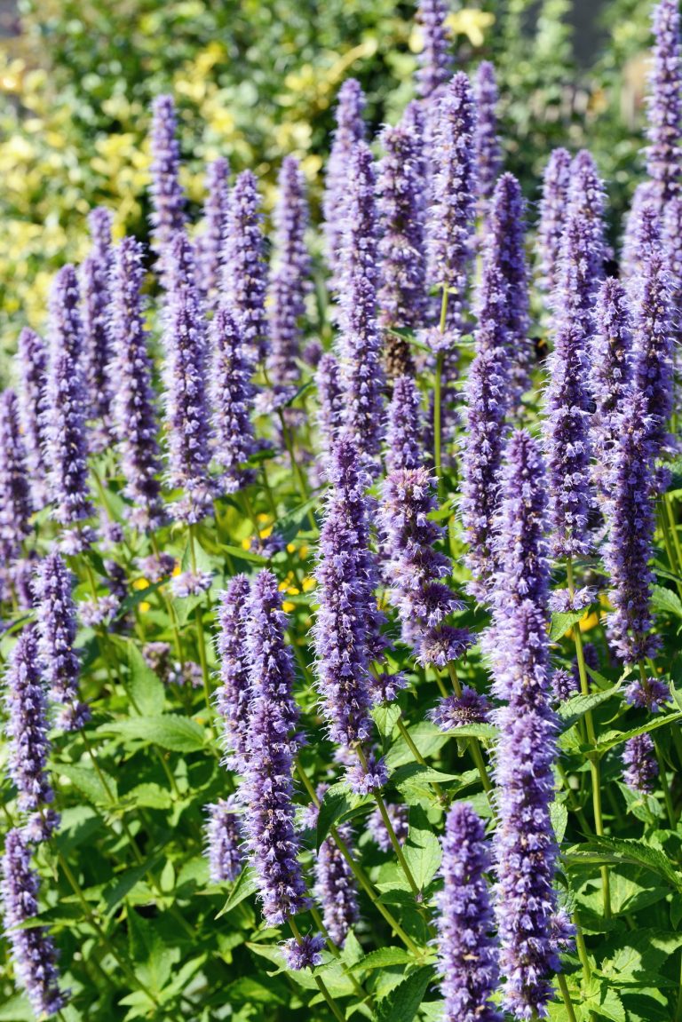 Zaaien En Verzorging Van Een Dropplant Agastache Foeniculum 🔥 Fuzz Mag