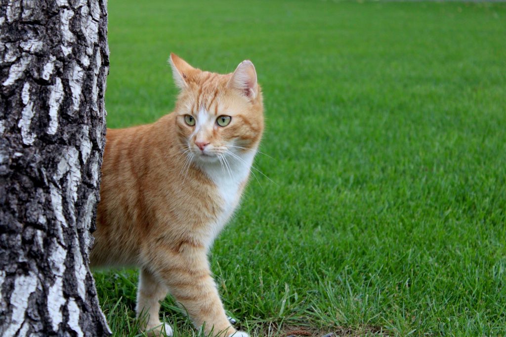 uitgehongerd ONWAAR haag Diervriendelijk Katten uit je Tuin Houden met Azijn 🔥 - Fuzz Mag